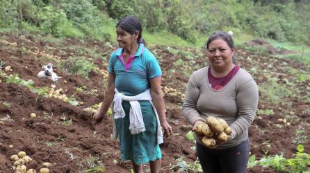 Una mujer indígena lenca muestra unas papas que han cosechado en el municipio de Intibucá.