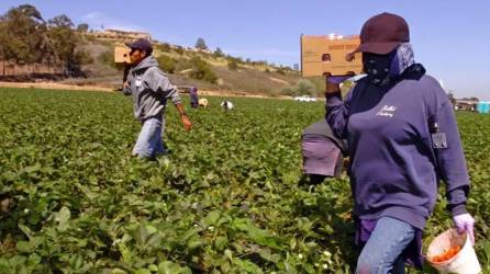 Recolectores de fresas en Oxnard, California. EFE