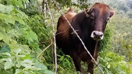 Ganaderos de Copán, en el occidente de Honduras, temen que el ganado esté infectado de rabia paralítica bovina.