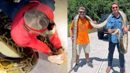 La pitón intentó morder al cazador, que mostró una gran experiencia.al esquivar el ataque.