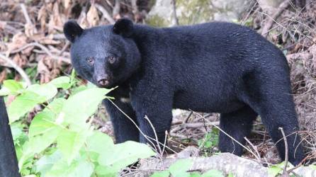 Los osos autóctonos del archipiélago japonés son el “Ursus thibetanus japonicus”.