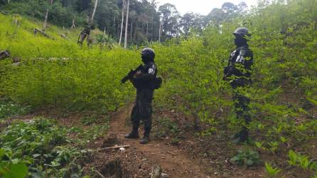 Agentes de la Policía Militar en el área de cultivo.