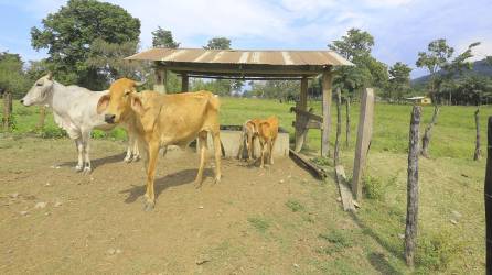 El área donde el pasto es verde está invadida; en la otra, el ganado no puede salir y muere de hambre. Fotos: Moisés Valenzuela.