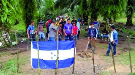 Las tierras invadidas dedicadas a la agricultura se encuentran principalmente en Cortés, Atlántida y Colón, han constatado periodistas de Diario LA PRENSA.