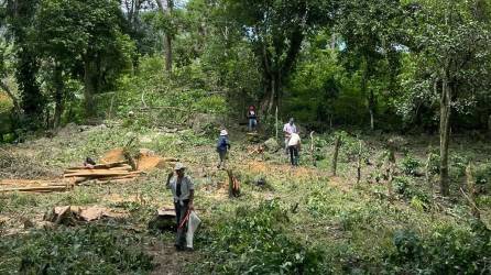 La fiscalía constató la comisión de delitos ambientales en la zona rural de Santa Rosa de Copán