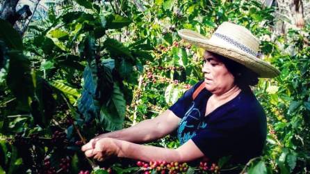 El precio del quintal de café alcanzó en el ciclo 2022-2023 un promedio de 197,47 dólares.