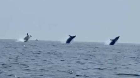 Video: Tres ballenas dan espectacular show en el mar