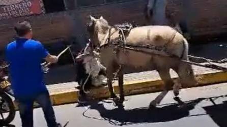 ¡Video impactante! Pitbull ataca a caballo y le destroza el rostro