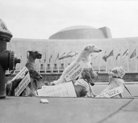 Laika, la perra que hace 60 años abrió las puertas del espacio