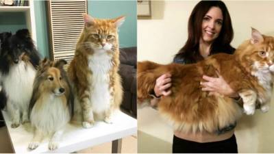 Omar vive una vida relajada y come de desayuno croquetas para gatos. Fotos: Instagram @omar_mainecoon