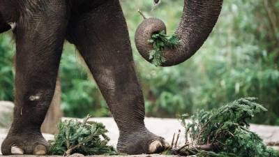Un elefante en foto de archivo.