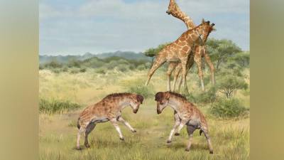 Una confrontación entre jirafas.