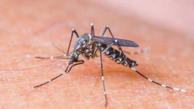 El Zika, que es transmitido por el mosquito Aedes aegypti, es ahora prevalente en gran parte de Latinoamérica y el Caribe.
