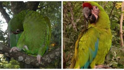 Fotografías cedidas por el ornitólogo Miguel Gómez Garza, hoy jueves 29 de junio de 2017 en su casa de Yucatán (México). EFE