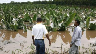 Los eventos climáticos extremos, como huracanes en la costa norte y sequía en el corredor seco, han causado daños y pérdidas en la agricultura.