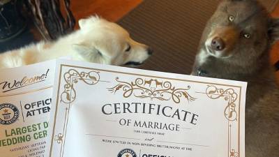 Dos perros junto con sus certificados de matrimonio.