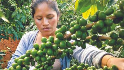 Algunos productores hondureños han encontrado en Ucrania un mercado para comercializar sus cafés especiales a precios muy competitivos.