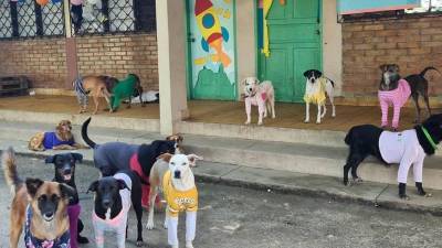 Perros y gatitos buscan un nuevo hogar.