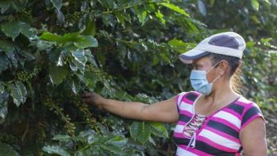 Alrededor de 24,858 mujeres trabajan en el acopio y selección de granos de café.