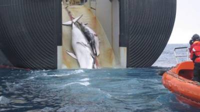 Japón justifica que caza ballenas anualmente para efectos de investigación.