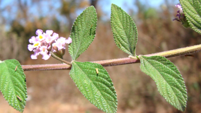 Hojas de planta Lippia.