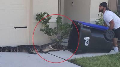 El cocodrilo cayó en la trampa.