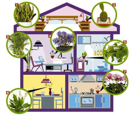 Woman looking at plant at home