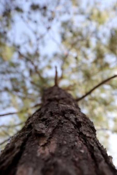 El daño forestal ha llegado también, desde hace varios años, a parques nacionales y biosferas como la del Río Plátano, que es patrimonio de la humanidad.