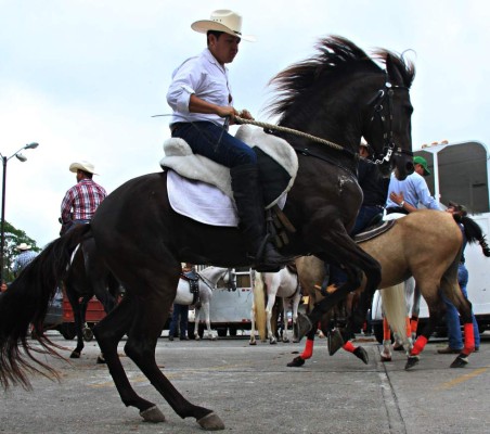 70 caballos purasangre engalanan desfile hípico en San Pedro Sula