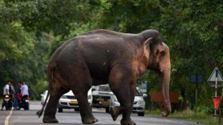 Los elefantes son los animales terrestres más grandes que existen en la actualidad.