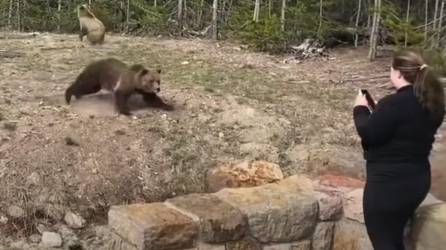 Las reglas del parque dicen que los visitantes deben permanecer al menos a 90 metros de distancia de osos y lobos.