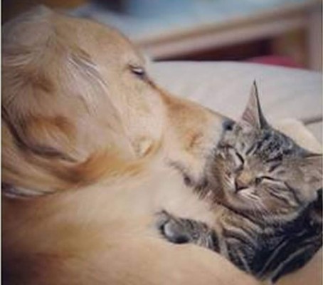 Video: Gatito es rechazado por su madre y lo adopta un perro