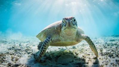 Las tortugas marinas frecuentemente viajan grandes distancias.