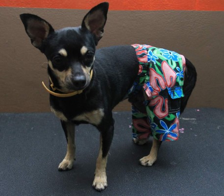 Lleva tu perro al salón