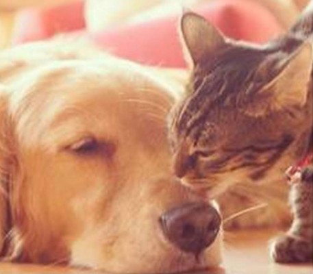 Video: Gatito es rechazado por su madre y lo adopta un perro