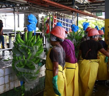 Bananeros esperan apoyo para producir más