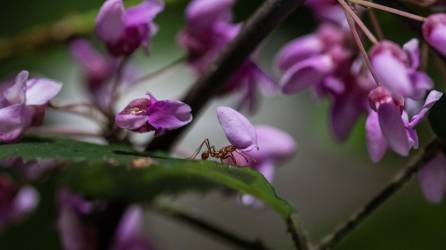 Hormigas podadoras reúnen hojas para nutrir sus jardines fúngicos, que brindan comida para las colonias.