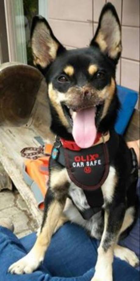 Duke estuvo al borde la muerte por las graves heridas producto del maltrato del que fue víctima, pero así luce ahora. Foto:http://www.amprensa.com/2016/07/asi-luce-duke-tras-recuperacion/