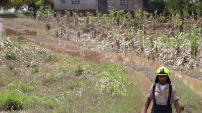 Hoy, en Consejo de Ministros se presentarán datos del recuento de pérdidas en cultivos a nivel nacional.