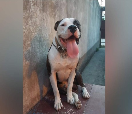 Día Internacional del perro: Cibernautas comparten fotografías de sus mascotas