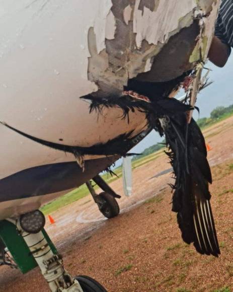 El zopilote se estrelló en la parte frontal de la aeronave que quedó con un hoyo tras el impacto.