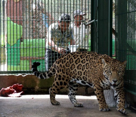 Veterinaria de Joya Grande no cree que se deshagan de leones comelones