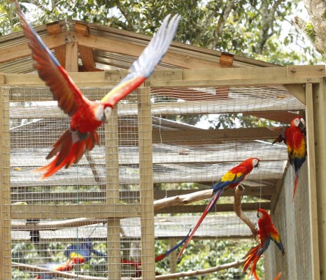 Algarabía en Copán tras liberación de 12 guaras rojas