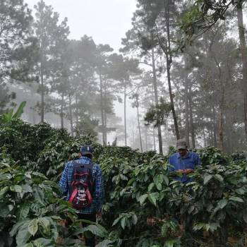 Empresarios sostienen que el Gobierno debe impulsar la producción nacional para generar empleo, las ventas al exterior del sector agrícola disminuyeron un 11.1% principalmente por la reducción de exportación de banano Empresarios sostienen que el Gobierno debe impulsar la producción nacional para generar empleo, las ventas al exterior del sector agrícola disminuyeron un 11.1% principalmente por la reducción de exportación de banano
