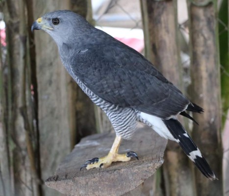 Naranjo Chino, un encanto natural en El Progreso
