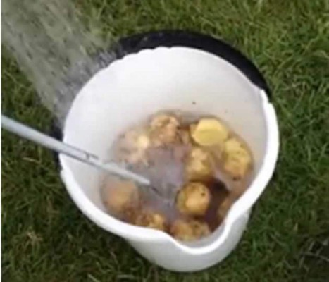 Video: Hombre descubre la forma de pelar muchas papas en 30 segundos