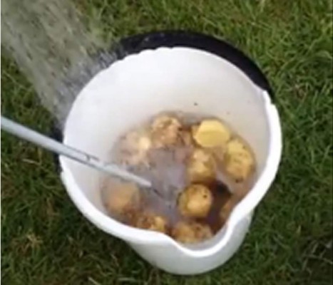 Video: Hombre descubre la forma de pelar muchas papas en 30 segundos