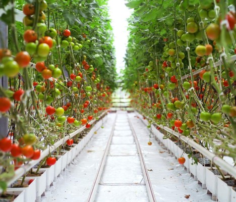 Agroparques inteligentes liderarán revolución agrícola