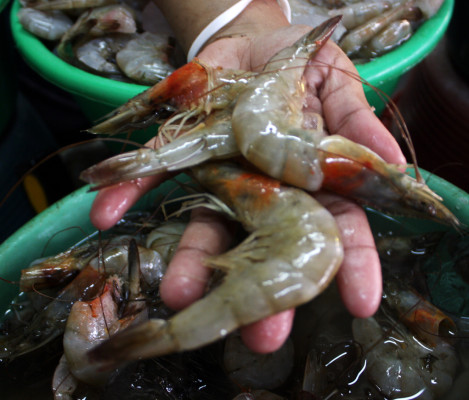 Enviarán camarón a México en 30 días más