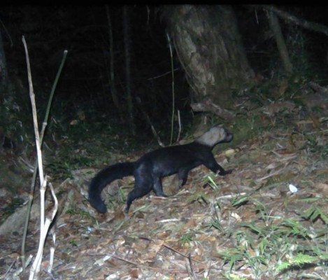 Avistan a un legendario 'cadejo' o Lepasil en montañas de Honduras